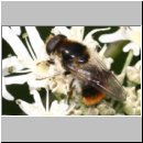 Cheilosia illustrata - Bunte Erzschwebfliege m02.jpg